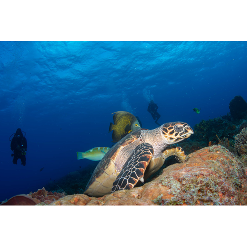PADI Open Water Diver Course including eLearning $495.00 - Deposit Only